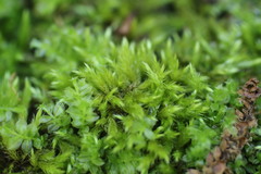 Brachythecium capillaceum