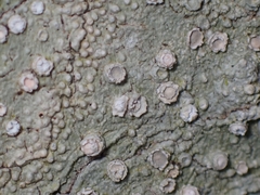 Pertusaria subambigens