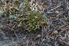 Cetraria arenaria image