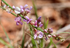Astragalus gracilis