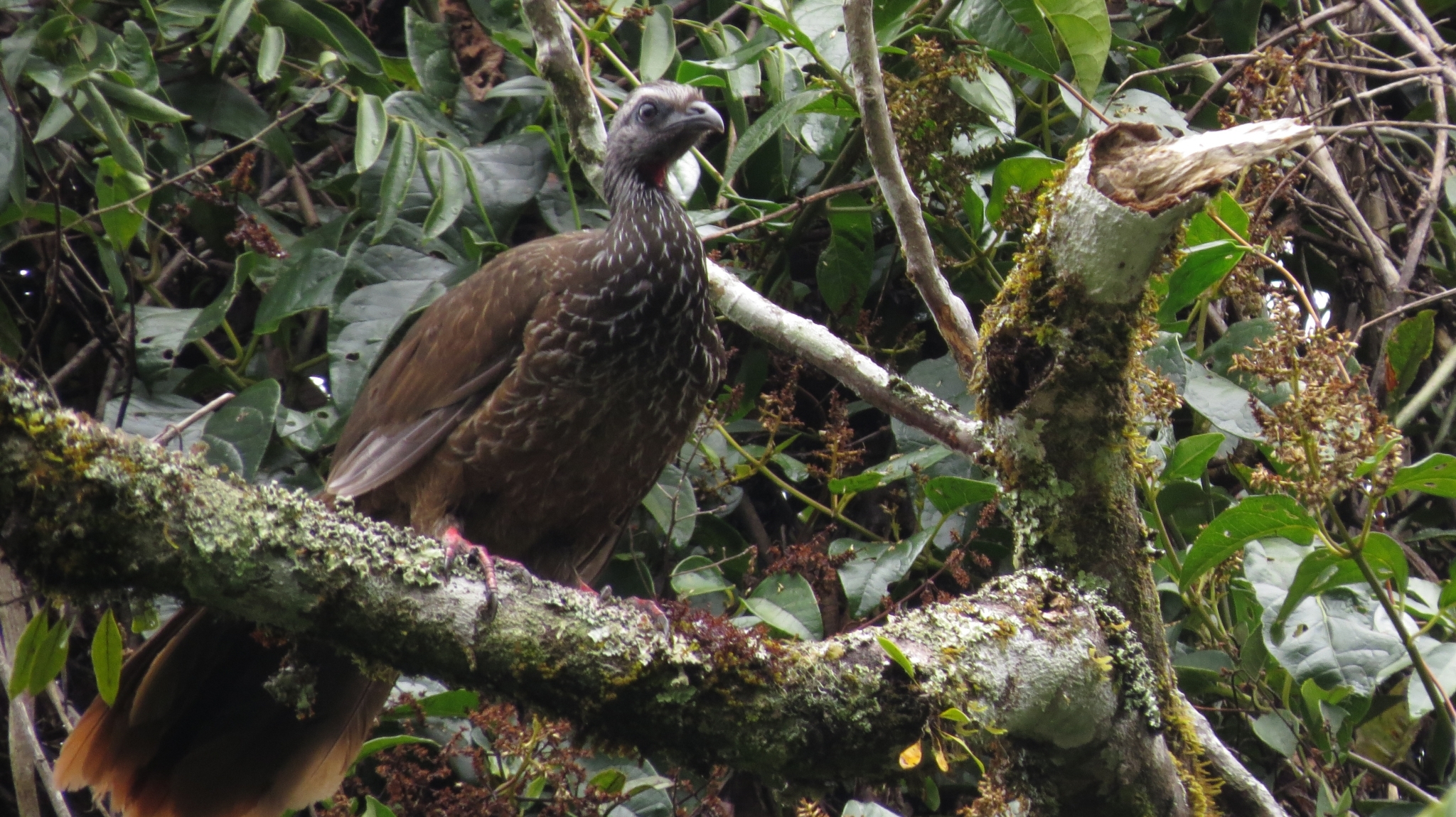 Bearded Guan (Penelope barbata), photo 10