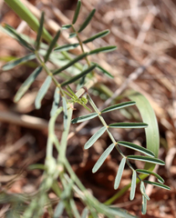 Astragalus gracilis