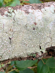 Pertusaria subambigens