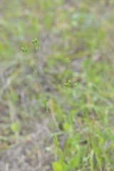 Silene antirrhina
