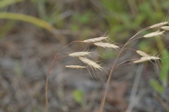 Bromus arvensis