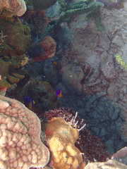 Holacanthus bermudensis