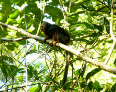 Leontopithecus chrysomelas