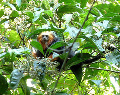 Leontopithecus chrysomelas