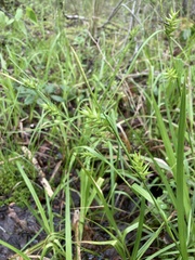 Carex lonchocarpa