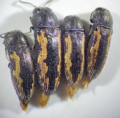 Acmaeodera neoneglecta