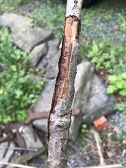 Botryosphaeriales