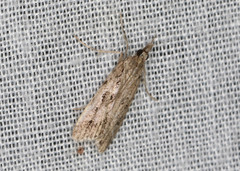 Scoparia ochrophara