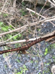 Botryosphaeriales