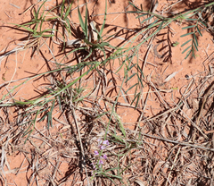 Astragalus gracilis