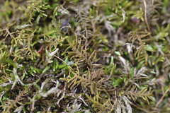 Haplocladium microphyllum