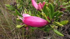 Bejaria