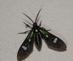 Leucotmemis nexa