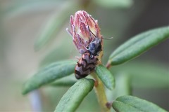 Pseudanostirus tigrinus