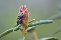 Pseudanostirus tigrinus