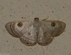 Argyrotome muricolor