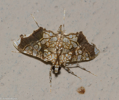 Sisyracera subulalis