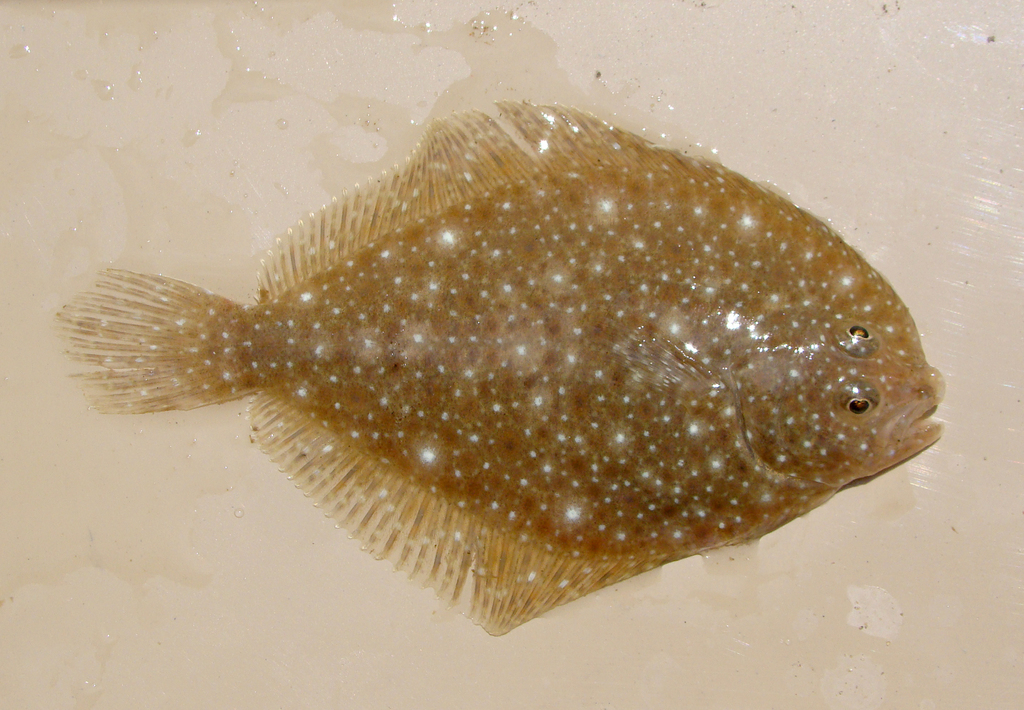 Remo Flounder