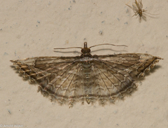 Alucitidae