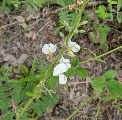 Tephrosia onobrychoides