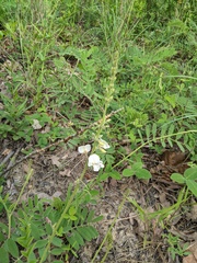 Tephrosia onobrychoides