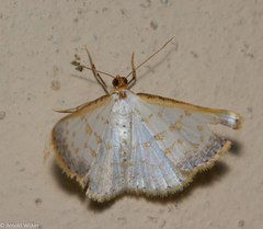 Berberodes conchylata
