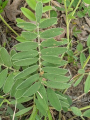 Tephrosia onobrychoides