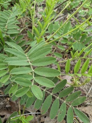 Tephrosia onobrychoides