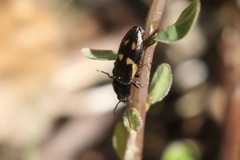 Selatosomus suckleyi