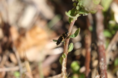 Selatosomus suckleyi