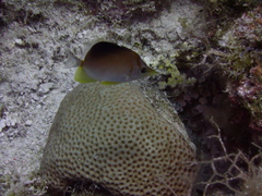 Prognathodes aculeatus