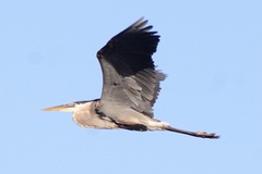 Ardea herodias herodias