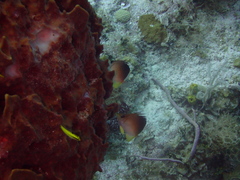 Prognathodes aculeatus