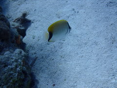 Chaetodon sedentarius