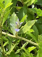 Acanthus ilicifolius