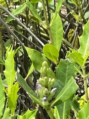 Acanthus ilicifolius