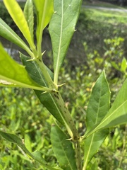 Acanthus ilicifolius
