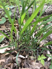 Oryzopsis asperifolia