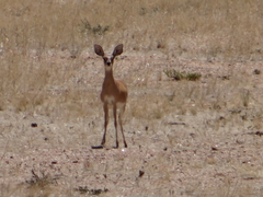 Raphicerus campestris steinhardti