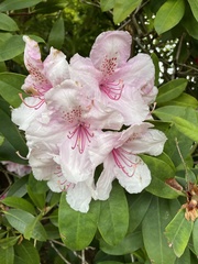 Rhododendron × hybridum