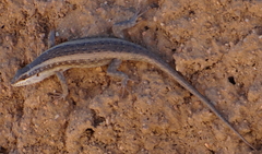 Trachylepis spilogaster