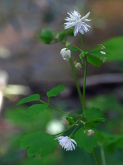 Thalictrum clavatum