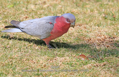 Eolophus roseicapilla