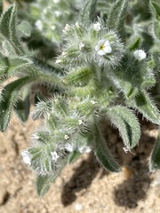 Cryptantha minima
