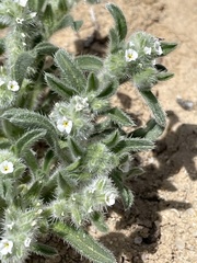 Cryptantha minima