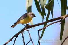 White-Throated Gerygone photo 3